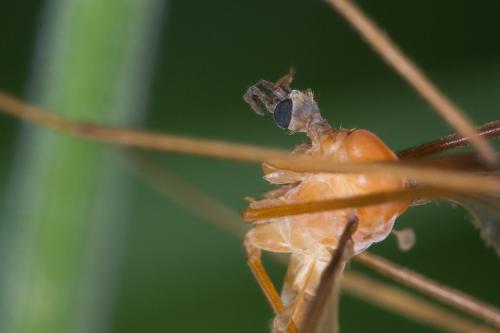 Réf. 242 546 : Pedicia littoralis